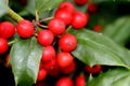 Bright red holly berries on tr Royalty Free Stock Photo