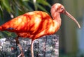 Bright red ibis portrait Royalty Free Stock Photo