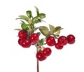 Bright red isolated cowberries Royalty Free Stock Photo