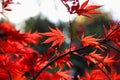 Bright red Japanese maple or Acer palmatum leaves on the autumn Royalty Free Stock Photo