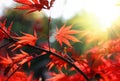 Bright red Japanese maple or Acer palmatum leaves on the autumn garden