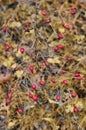 Rosehip berries at the time of Indian summer