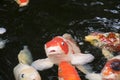 Bright red Koi fishes swim in an open pond Royalty Free Stock Photo