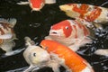 Bright red Koi fishes swim in an open pond Royalty Free Stock Photo