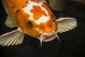 Bright red Koi fishes swim in an open pond, red, white and orange fish in open water Royalty Free Stock Photo