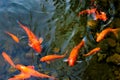 Bright red Koi fishes swim in an open pond, red, white and orange fish in open water Royalty Free Stock Photo