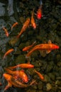 Bright red Koi fishes swim in an open pond, red, white and orange fish in open water Royalty Free Stock Photo
