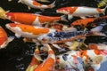 Bright red Koi fishes swim in an open pond, red, white and orange fish in open water Royalty Free Stock Photo