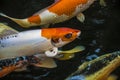 Bright red Koi fishes swim in an open pond, red, white and orange fish in open water Royalty Free Stock Photo