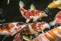 Bright red Koi fishes swim in an open pond, red, white and orange fish in open water Royalty Free Stock Photo