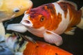 Bright red Koi fishes swim in an open pond, red, white and orange fish in open water Royalty Free Stock Photo