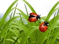 Bright red Lady Bug