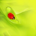 Bright red ladybird in dew drops on a green plant leaf. Gentle grass close up Royalty Free Stock Photo