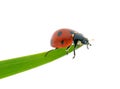 Bright red ladybird on green leaf isolated on white