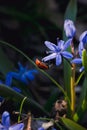 Bright red ladybug and bluebell. Colorful spring card Royalty Free Stock Photo