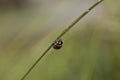 Small insects found among tall grass Royalty Free Stock Photo