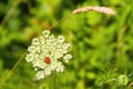 A bright red Ladybug soaks up the Summer sunshine while perched on a white wildflower. Royalty Free Stock Photo