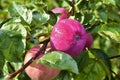 Bright red and large apples on a tree branch Royalty Free Stock Photo