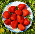 Bright red large strawberries on a plate among the green grass in the sunlight. The concept of healthy eating and a Royalty Free Stock Photo