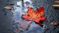 Bright Red Leaf in Autumn Puddle on Asphalt AI Generated Royalty Free Stock Photo