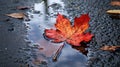 Bright Red Leaf in Autumn Puddle on Asphalt AI Generated