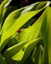 Bright red leaf beetle, Lilioceris merdigera Royalty Free Stock Photo