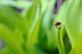 Bright red leaf beetle, Lilioceris merdigera Royalty Free Stock Photo