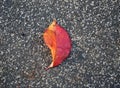Bright red leaf on ground. Fallen leaf closeup. Autumn season nature detail. Seasonal background. Royalty Free Stock Photo