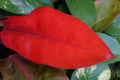 Bright red leaf of Philodendron Prince of Orange plant