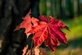 Bright red leaf of a young maple Royalty Free Stock Photo