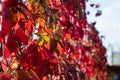 Bright red leaves. Autumn time.