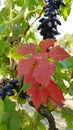 Bright red leaves of grapevine at vineyard in countryside. Autumn leaf closeup with blurry green foliage and bunches of blue grape Royalty Free Stock Photo