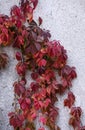 Bright red leaves of living ivy curl on a light-colored stone wall. Autumn nature background