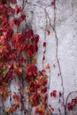 Bright red leaves of living ivy curl on a light-colored wall. Autumn nature background