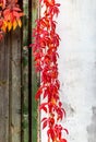 Bright red leaves of maiden grapes its way along old wall of village house. Selective focus Royalty Free Stock Photo