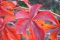 Bright red leaves nature background. Climbing plant wall autumn landscape Royalty Free Stock Photo