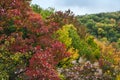 Bright red leaves in soft focus, autumn background Royalty Free Stock Photo