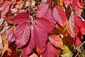 Bright red leaves of Virginia Creeper Royalty Free Stock Photo