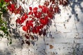 Bright red leaves of wild grapes against white brick wall Royalty Free Stock Photo