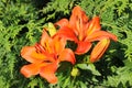 Bright red lilies on a background of green grass. Two beautiful lilies. Royalty Free Stock Photo