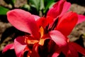 Bright red lily flower closeup with soft blurred background. Royalty Free Stock Photo