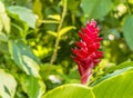 A bright red lipstick plant in St Kitts Royalty Free Stock Photo