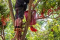 A bright red lychee fruit grows on the tree. Being harvested In Thailand garden To sort and sell in agricultural areas during the