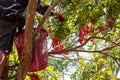 A bright red lychee fruit grows on the tree. Being harvested In Thailand garden To sort and sell in agricultural areas during the