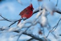 Cardinal on Snowy Branch