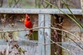 A Bright Red Male Cardinal Bird in a Tree Royalty Free Stock Photo