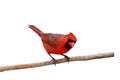 Bright red male cardinal on a branch