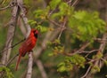 Male cardinal waiting for mate to return