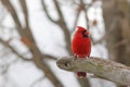 Bright Red Male Cardinal in Snow Royalty Free Stock Photo