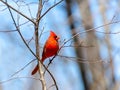 Bright red male northern cardinal bird Royalty Free Stock Photo